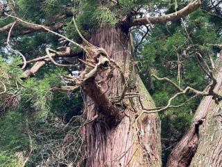 高岡神社の参拝記録(Lunさん)
