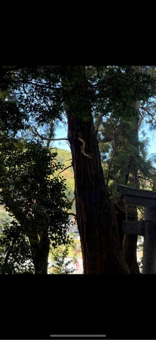 高岡神社の参拝記録(ジュンコさん)