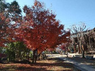 正立山 本行寺の参拝記録(あやちきさん)