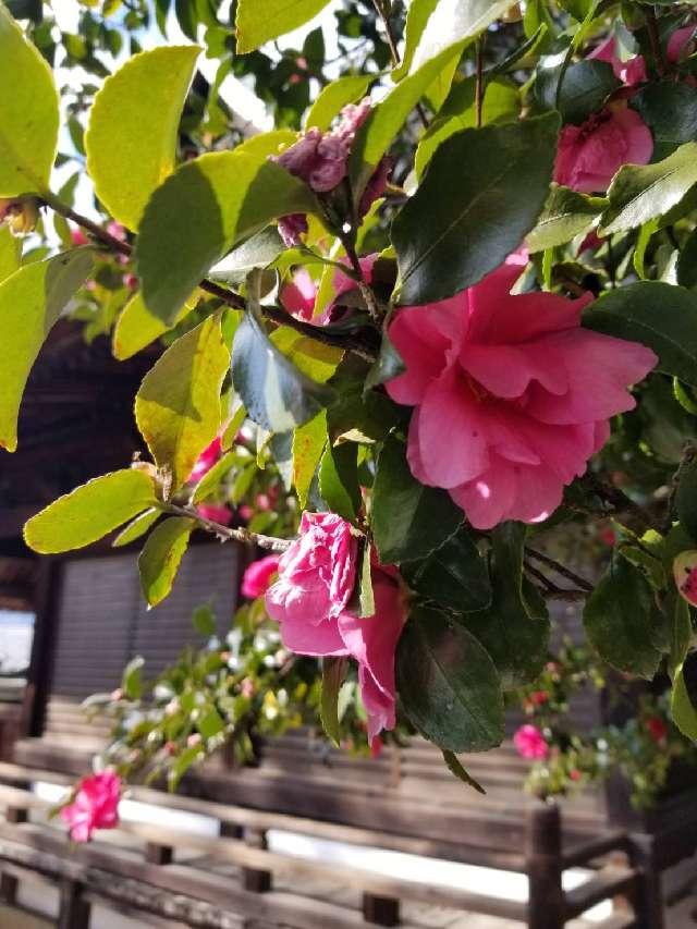 糸碕神社の参拝記録7