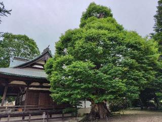 賀羅加波神社の参拝記録( いなりんさん)