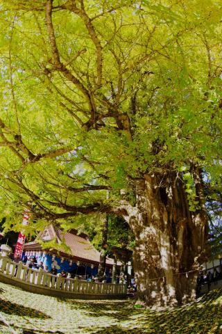 筒賀大歳神社の参拝記録(みっちゃんさん)