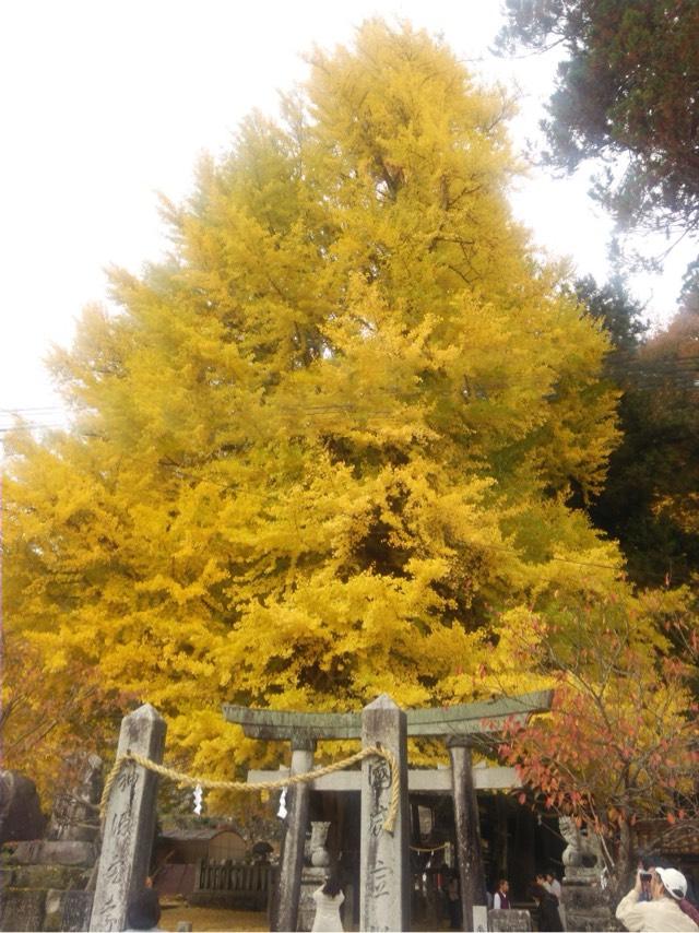 筒賀大歳神社の参拝記録5