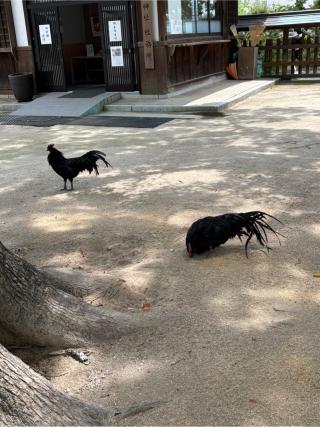 玉祖神社の参拝記録(KUMIKOさん)
