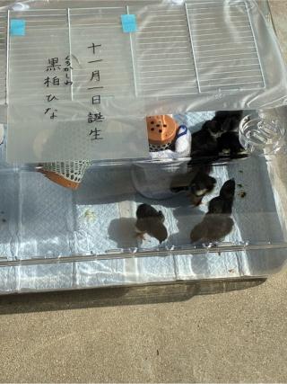 玉祖神社の参拝記録(Nabeさん)