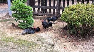 玉祖神社の参拝記録(ミニマム ザ ホルモンさん)