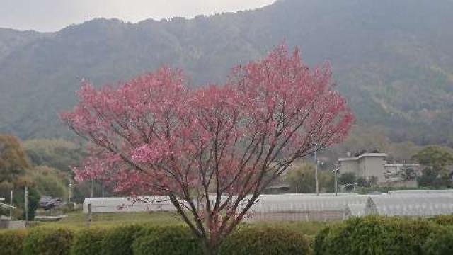 山口県防府市大字牟礼1354番地 春日神社の写真2