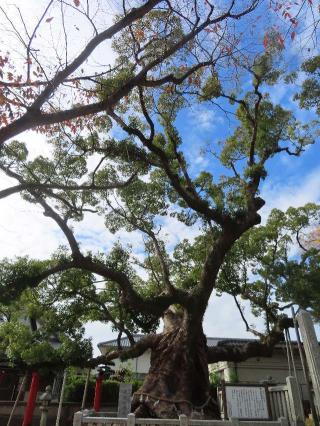 老松神社の参拝記録(悠さん)