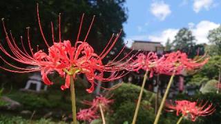 鰐鳴八幡宮の参拝記録(matsuyoshi49さん)