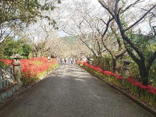 鰐鳴八幡宮の参拝記録(matsuyoshi49さん)