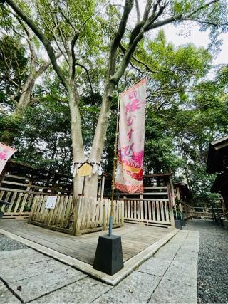 琴崎八幡宮の参拝記録(おきなさん)