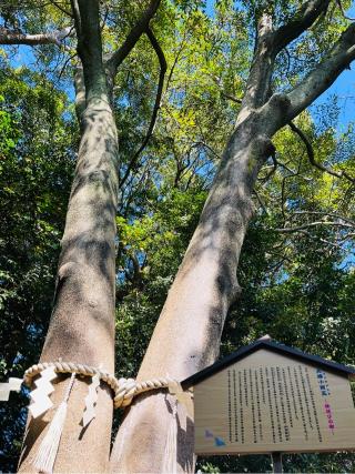 琴崎八幡宮の参拝記録(睦珠さん)