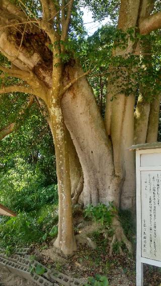 松江八幡宮の参拝記録( いなりんさん)