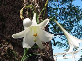 岡崎八幡宮の参拝記録(matsuyoshi49さん)