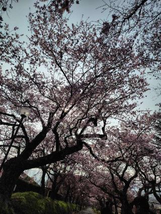 徳佐八幡宮の参拝記録( いなりんさん)