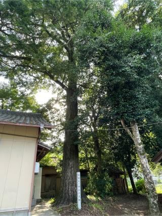 嵯峨天一神社の参拝記録(フクタロウさん)