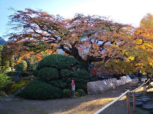 埼玉県秩父郡横瀬町横瀬598 清泰山 西善寺の写真2