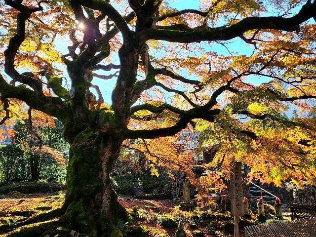 埼玉県秩父郡横瀬町横瀬598 清泰山 西善寺の写真5