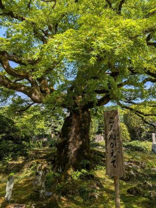 清泰山 西善寺の参拝記録(まーさんさん)