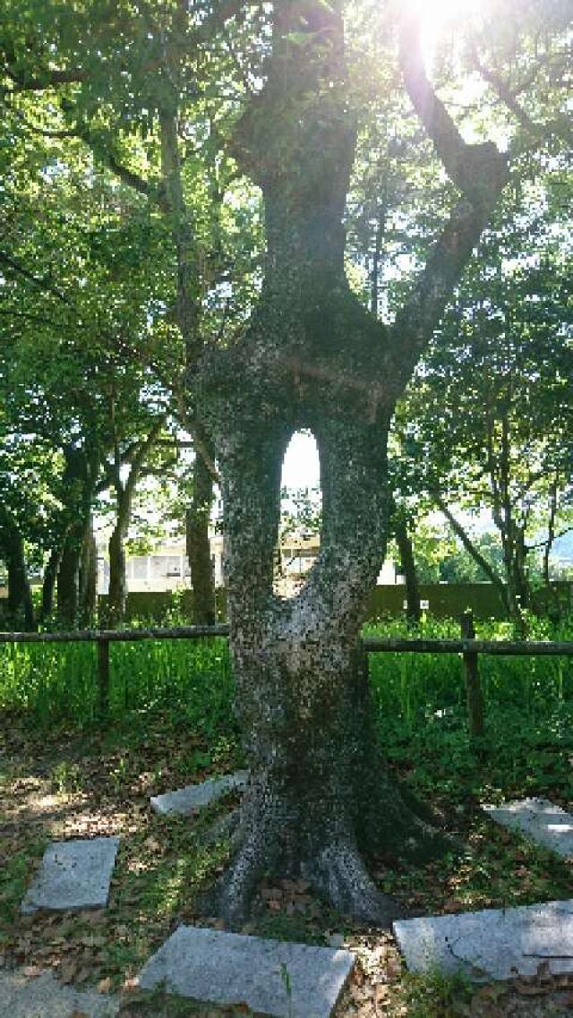 徳島県海部郡美波町日和佐浦369 日和佐八幡神社の写真2