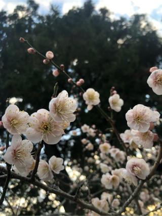 八幡神社の参拝記録(フクタロウさん)