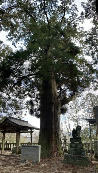 左手宮八幡神社の参拝記録(フクタロウさん)