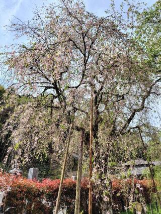 岩松山 清雲寺の参拝記録(zx14rさん)