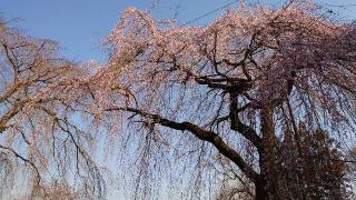 岩松山 清雲寺の参拝記録(アリケンさん)