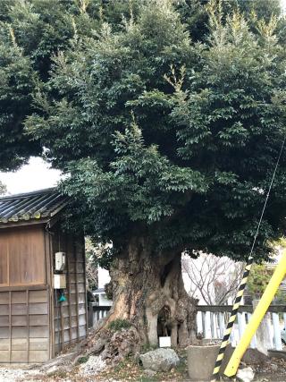 正八幡神社の参拝記録(フクタロウさん)