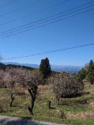大棚山 真福寺の参拝記録(おざりんさん)