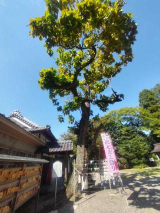 大洲神社の参拝記録(ひらちゃんさん)