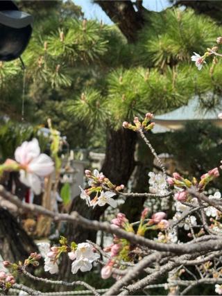 光雲神社の参拝記録(みほさん)