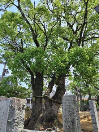 須賀神社(木屋瀬)の参拝記録(開花運風さん)