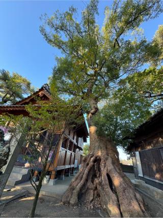 細石神社の参拝記録(みほさん)