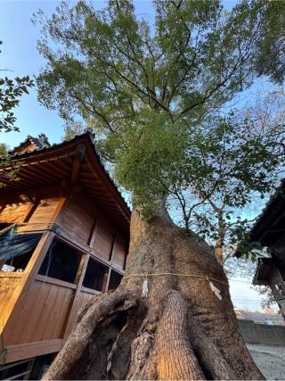 細石神社の参拝記録(みほさん)