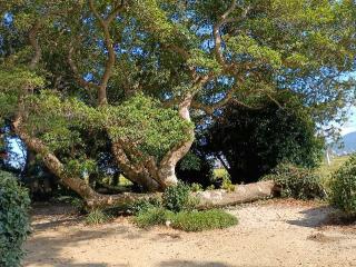 志登神社の参拝記録(つるけんさん)