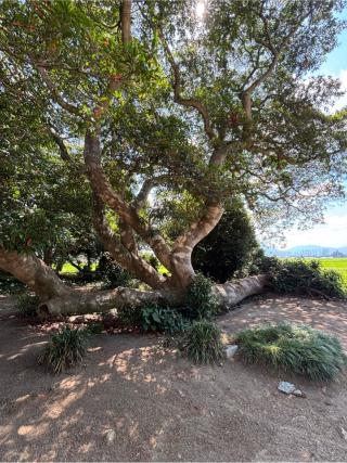 志登神社の参拝記録(ほちさん)
