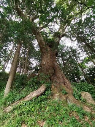 北斗宮の参拝記録(シキさん)