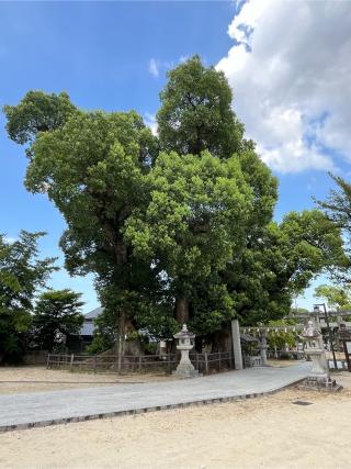 春日神社の参拝記録(てんさん)