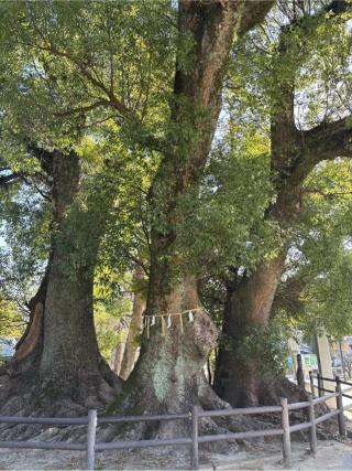 春日神社の参拝記録(ユウさん)