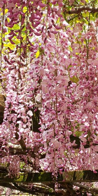 八所宮の参拝記録(ひのえ♪さん)