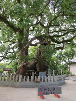 宇美八幡宮の参拝記録(ともりんさん)