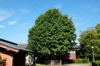 正保山威德院觀音寺の参拝記録(thonglor17さん)