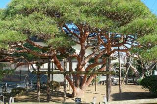 大悲山観音院普門寺の参拝記録(thonglor17さん)