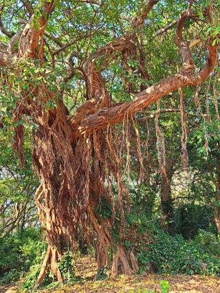 住吉神社の参拝記録(風祭すぅさん)