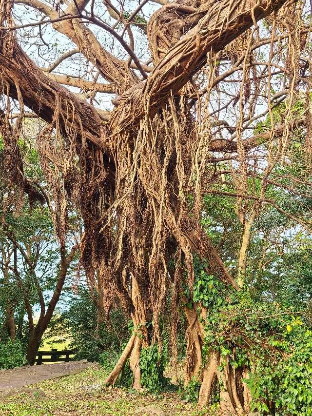 長崎県松浦市鷹島町里免114番地 住吉神社の写真4