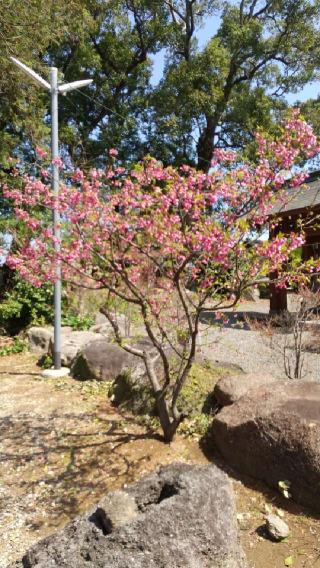 多比良温泉神社の参拝記録(やっちゃんさん)