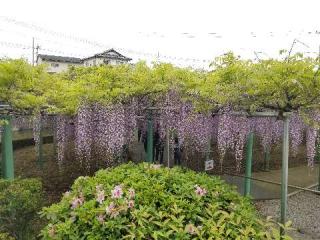 西寒多神社の参拝記録(銀玉鉄砲さん)