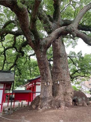 春日神社の参拝記録(こうじさん)