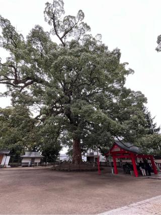 春日神社の参拝記録(てんさん)